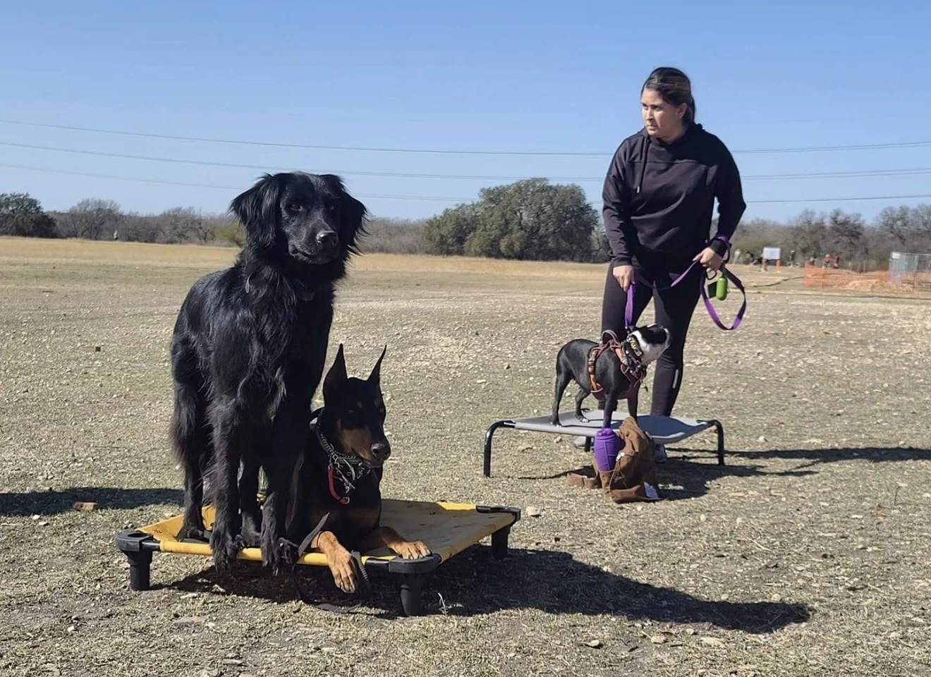 Trainer working with dogs on place platforms outdoors